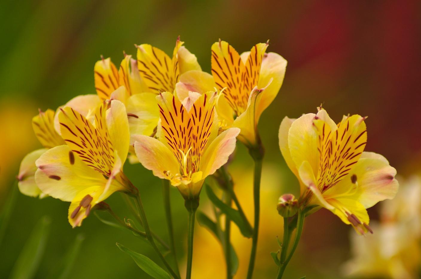 4-types-of-yellow-flowers-for-girls-who-love-yellow-2